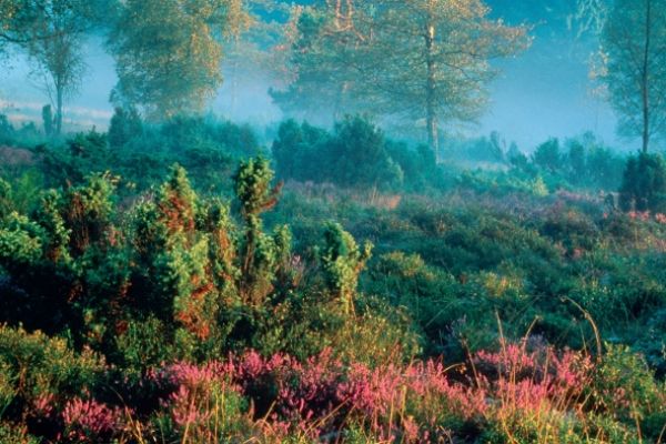 Hoge heide op de Ettelsberg Willingen