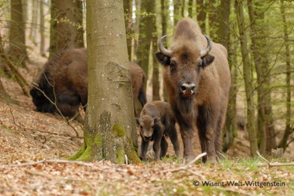 Wisent-Wildnis am Rothaarsteig