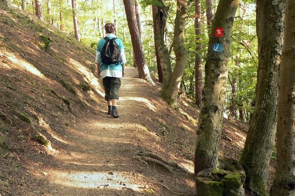 Urwaldsteig im Nationalpark Kellerwald Edersee