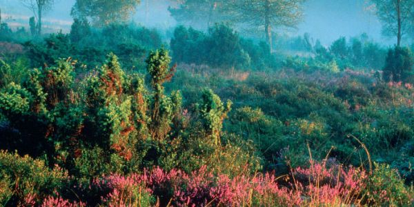 Naturerlebnis Ettelsberg Hochheide