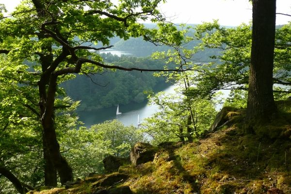 Knorrige Buchen im Nationalpark Kellerwald Edersee