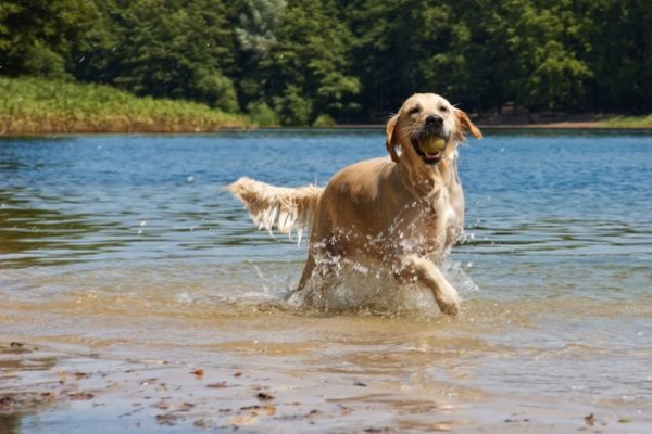 Badeseen mit Hundestrand im Sauerland