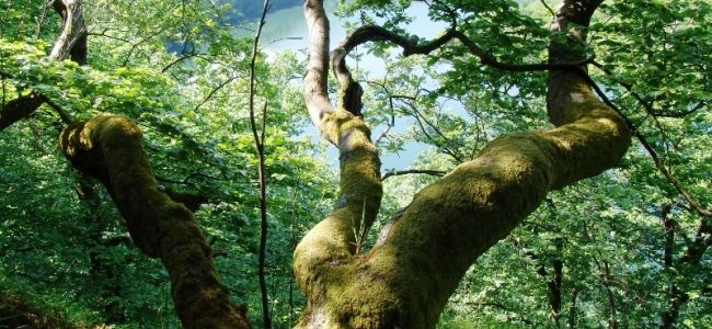 Nationalpark Kellerwald-Edersee kKnorrige Buchen