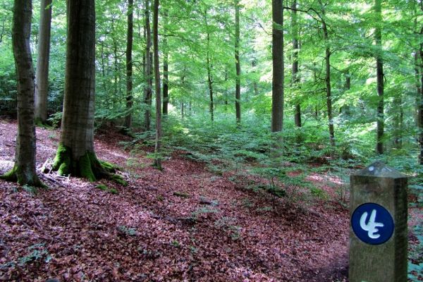 Buchenwald Nationalpark Kellerwald Edersee