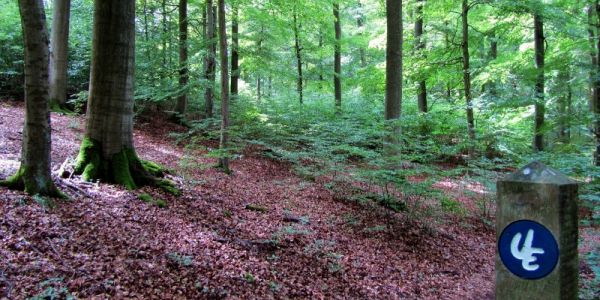 Urwaldsteig im Nationalpark Kellerwald Edersee