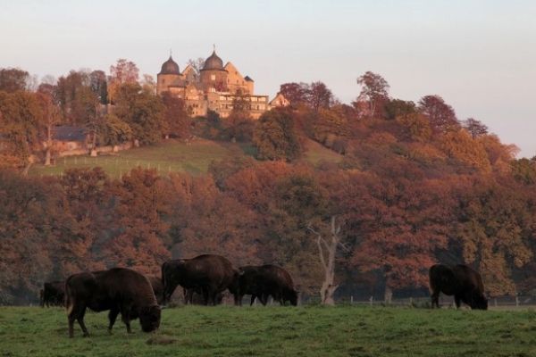 Sababurg Zoo