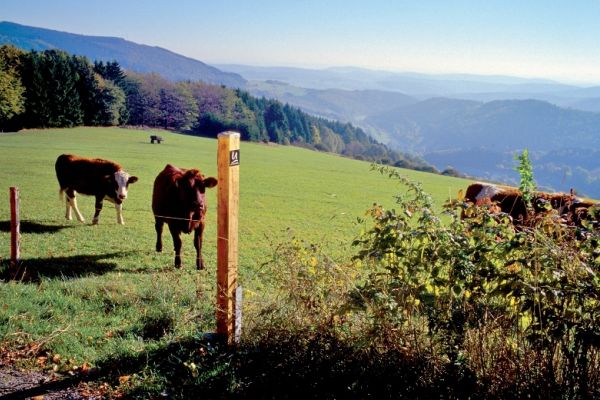 Upland - Heimat glücklicher Bio-Kühe
