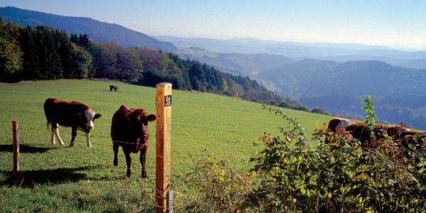Weiland met koe in het Upland - het Allgäu van het noorden