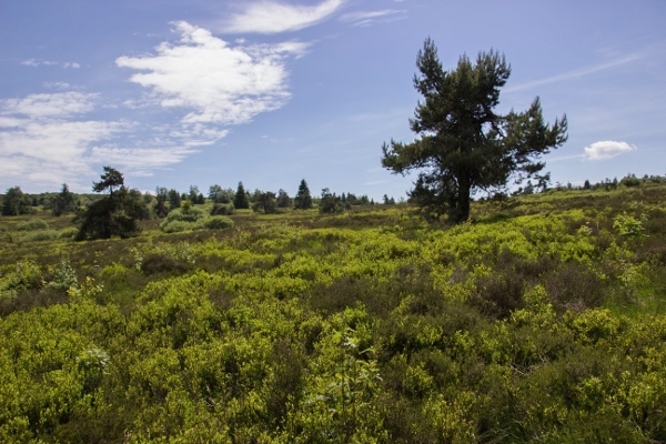 Hochheide Neuer Hagen - Willingen/Niedersfeld