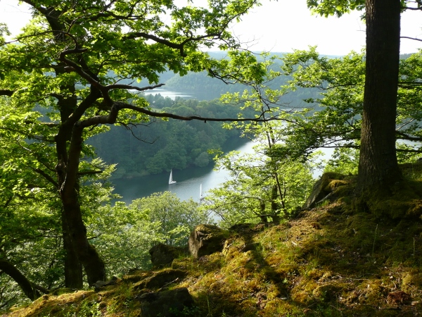 Buchenwald Nationalpark am Edersee Knorrige Buchen im Nationalpark Kellerwald Edersee