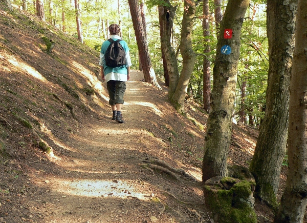 Urwaldsteig im Nationalpark Urwaldsteig im Nationalpark Kellerwald Edersee