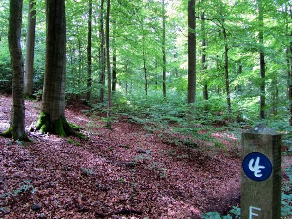 Urwaldsteig im Nationalpark Buchenwald Nationalpark Kellerwald Edersee
