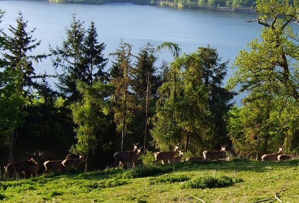 WildTierpark Edersee WildTierpark Edersee