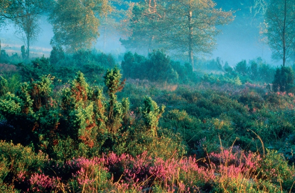 Hochheide am Ettelsberg Hochheide am Ettelsberg Willingen